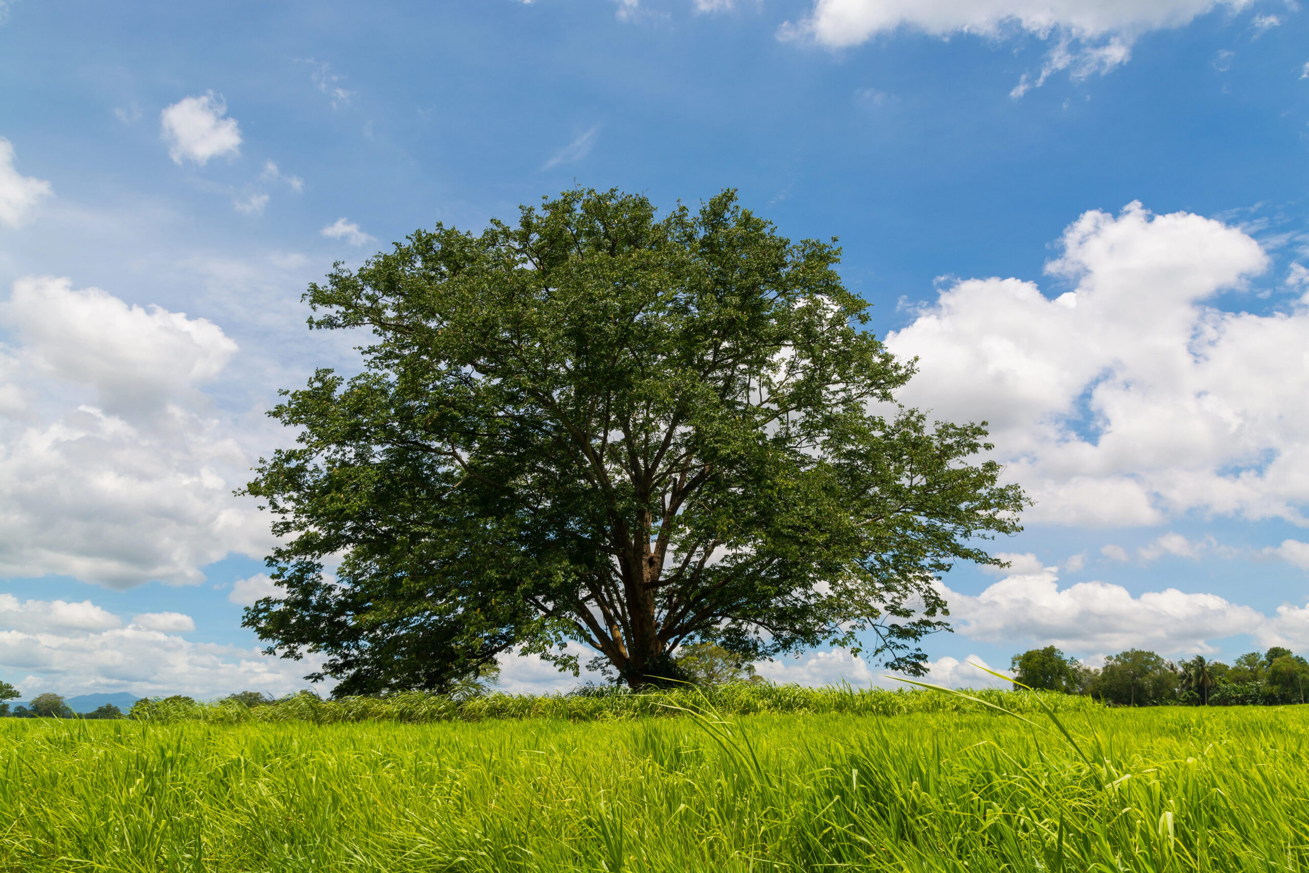 Depositphotos_158252208_XL (1)