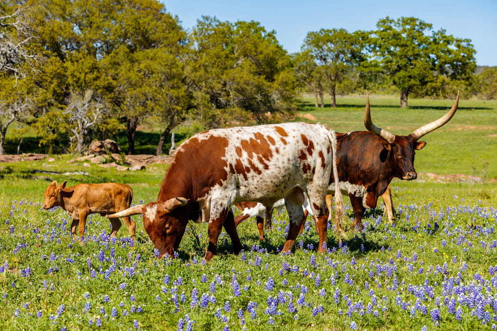 Family Governance Lawyer Houston, TX