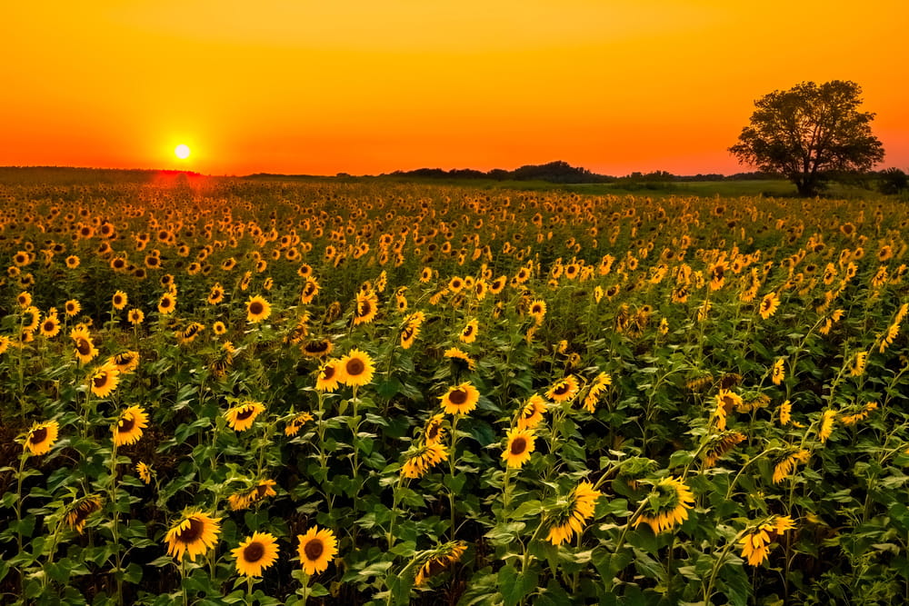 Kansas